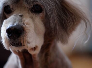 Célébrité Canine : Le Chien Qui Ne Perd Pas Ses Poils