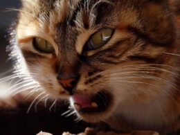 Célébrité "Chat qui mange": Le phénomène qui fait fondre les cœurs