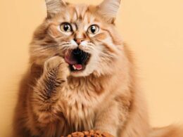 Célébrité : Combien de fois par jour mange un chat ?