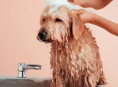 Célébrité - Comment laver son chien : Secrets et Astuces Révélés