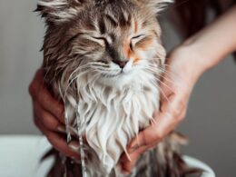 Célébrité: Comment laver un chat - La Star qui aime ses fans