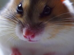 Célébrité "Hamster mâle ou femelle" : Un amour pour ses fans