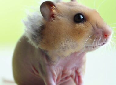 Célébrité Hamster qui Perd ses Poils : Un Amour Inconditionnel pour ses Fans
