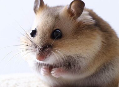 Célébrité "Hamster qui a peur" : Un Ami Adorable des Fans
