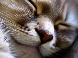Célébrité : Le Chat qui dort - Un artiste aimé de ses fans