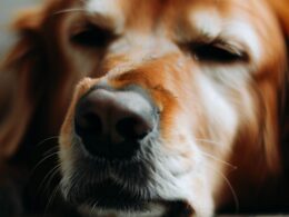Célébrité: Mon chien a des gaz qui sentent mauvais
