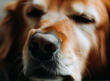 Célébrité: Mon chien a des gaz qui sentent mauvais