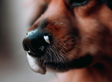 Célébrité "Mon chien a le nez qui coule": Un amour inconditionnel pour ses fans
