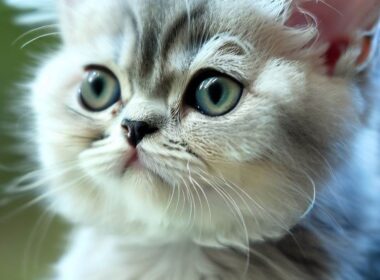 Célébrité de la race de chat qui reste petit : Un amour inconditionnel pour ses fans