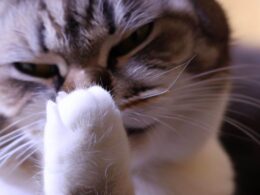 Célébrité du chat qui fait un doigt : Un amour pour ses fans