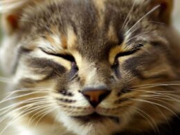 Célébrité du monde des chats qui cligne des yeux : Un amour inconditionnel pour ses fans