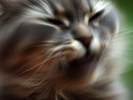 Célébrité du monde des chats qui tremble : Rencontre avec le phénomène viral