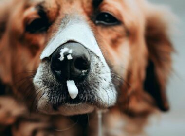 Célébrité "nez qui coule chien" : Le Secret derrière son Amour pour ses Fans