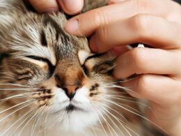 Celebrity - Comment nettoyer les yeux d'un chat