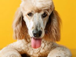 Celebrity: Comment savoir si mon chien a de la fièvre
