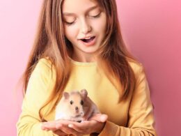 Combien coûte un hamster : un animal de compagnie abordable et adorable