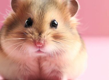 Combien de temps vit un hamster nain ?