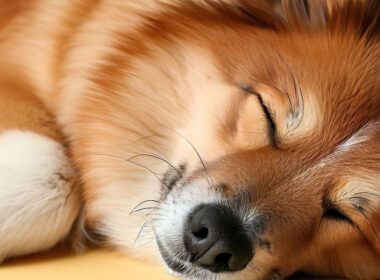 Combien d'heures dort un chien : Les habitudes de sommeil des célèbres compagnons à quatre pattes