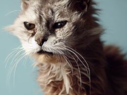 Comment Meurt un Chat de Vieillesse - Le Déclin d'une Célébrité Féline