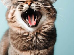 Comment calmer un chat qui miaule : Astuces et conseils