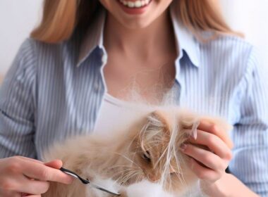 Comment enlever les bourres de poils d'un chat : Les astuces simples et efficaces