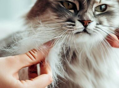 Comment enlever les poils de chat : Astuces pratiques pour un intérieur propre
