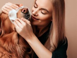 Comment nettoyer les yeux d'un chien