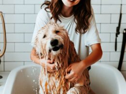Cómo Bañar a un Perro: Guía Completa para un Baño Exitoso