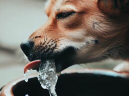 Como Beben los Perros: Un Vistazo al Fascinante Mundo de los Perros y su Hábito de Beber