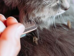 Cómo quitar pulgas a un gato