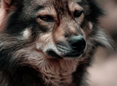 El Perro Que Parece Lobo: Una Fascinante Historia de Apariencia Salvaje