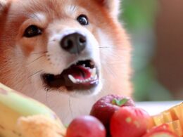 Fruta que puede comer un perro