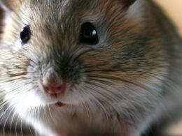 Gerbille ou Hamster : Une Célébrité Adorée de Ses Fans