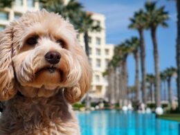 Hoteles en Valencia que admiten perros