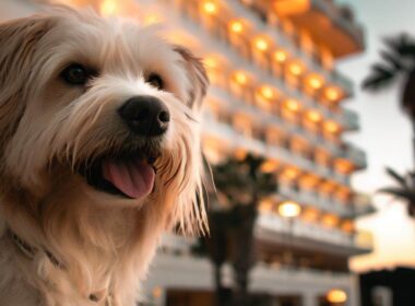 Hoteles que Aceptan Perros