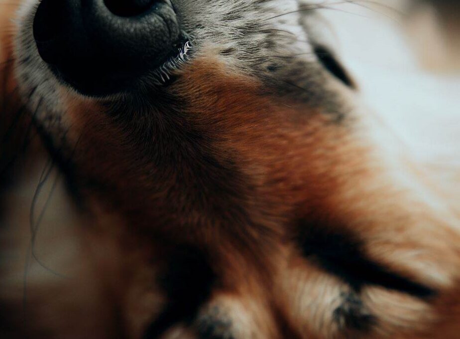 La Célébrité Canine : Chien qui dort sur le dos