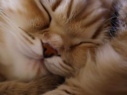 La Célébrité des Chats Qui Dorment en Boule : Un Phénomène Adorable
