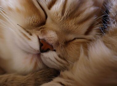 La Célébrité des Chats Qui Dorment en Boule : Un Phénomène Adorable