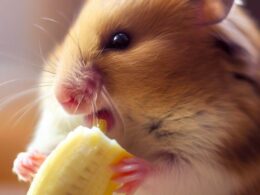 Le Célèbre Hamster qui Mange une Banane et Aime Ses Fans