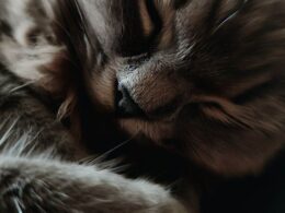 Mon chat tremble quand il dort : Le mystère révélé