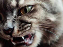 Morsure de chat : Quand s'inquiéter et comment agir