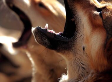 Perros que ladran: Entendiendo el comportamiento canino