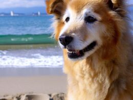 Playas que admiten perros: Disfruta de un día soleado con tu mascota