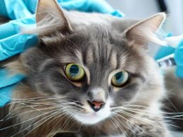 Quand stériliser un chat : Un guide complet pour les propriétaires de chats