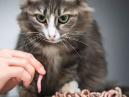 Quand vermifuger un chat : Un guide complet pour la santé de votre compagnon félin