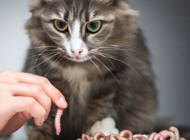 Quand vermifuger un chat : Un guide complet pour la santé de votre compagnon félin