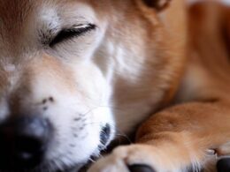 Race de chien qui dort beaucoup : Découvrez la célébrité du monde canin qui aime ses fans