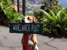 ¿Dónde están los perros de La Palma?