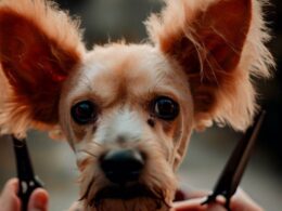 ¿Dónde puedo cortar las orejas a mi perro en 2021?