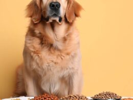 ¿Qué cantidad de comida debe comer un perro?